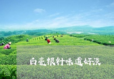 白毫银针味道好淡/2023090651483