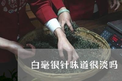 白毫银针味道很淡吗/2023120384926