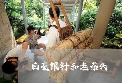 白毫银针和老茶头/2023090607279