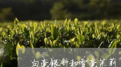 白毫银针和雪毫茉莉/2023120638570