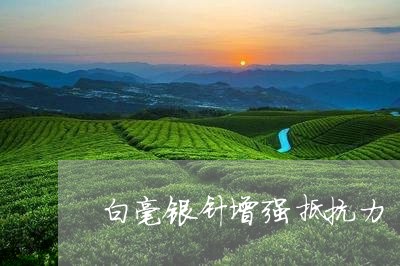 白毫银针增强抵抗力/2023120695180