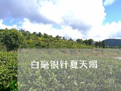 白毫银针夏天喝/2023112405140