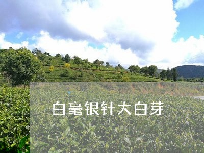 白毫银针大白芽/2023060378469