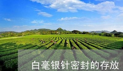 白毫银针密封的存放/2023120528581