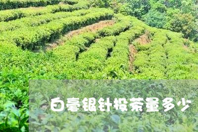 白毫银针投茶量多少/2023091460026