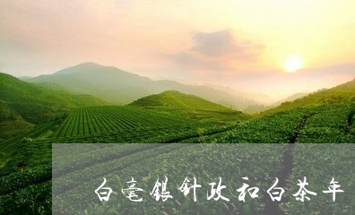 白毫银针政和白茶年/2023120417250