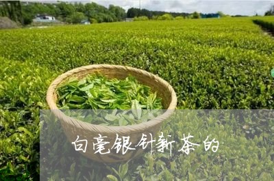 白毫银针新茶的/2023112410603