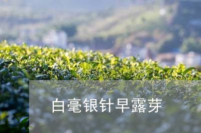 白毫银针早露芽/2023112307159