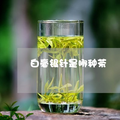 白毫银针是哪种茶/2023090695915