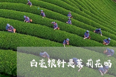 白毫银针是茉莉花吗/2023072250837