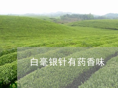 白毫银针有药香味/2023090610586