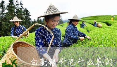 白毫银针泡什么茶好/2023120687060