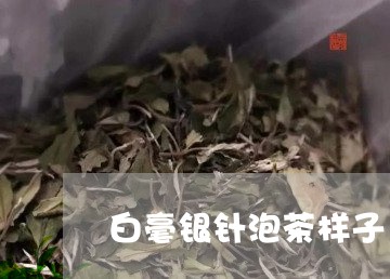 白毫银针泡茶样子/2023090768471