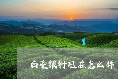 白毫银针现在怎么样/2023120621482