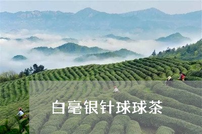 白毫银针球球茶/2023112340683