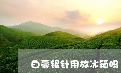 白毫银针用放冰箱吗/2023091451696