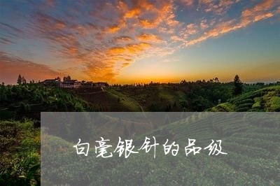 白毫银针的品级/2023112482816