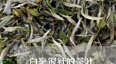 白毫银针的茶叶/2023112414928