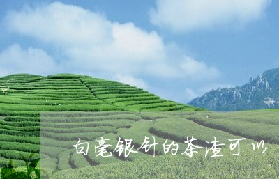 白毫银针的茶渣可以/2023120680037