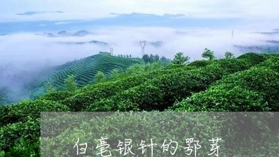 白毫银针的鄂芽/2023112321683