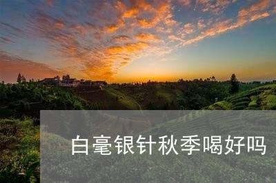 白毫银针秋季喝好吗/2023120458495