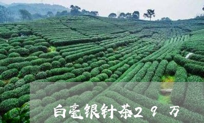 白毫银针茶29万/2023090773937