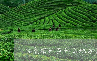 白毫银针茶什么地方茶叶/2023092384037