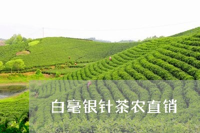 白毫银针茶农直销/2023090725836