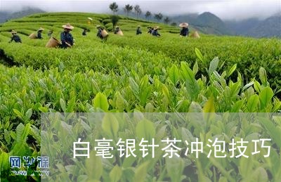 白毫银针茶冲泡技巧/2023091430595