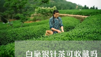 白毫银针茶可收藏吗/2023120609502