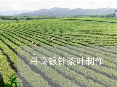 白毫银针茶叶制作/2023090779603