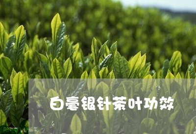 白毫银针茶叶功效/2023090751513