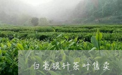 白毫银针茶叶售卖/2023090758371