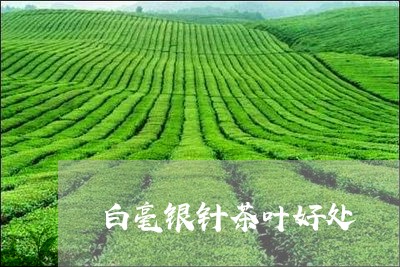 白毫银针茶叶好处/2023090771647