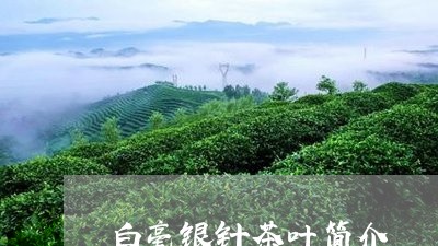 白毫银针茶叶简介/2023090771404