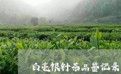 白毫银针茶品鉴记录/2023120400593