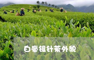 白毫银针茶外貌/2023112428282