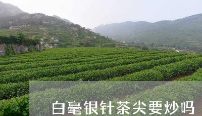 白毫银针茶尖要炒吗/2023120611725