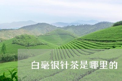 白毫银针茶是哪里的/2023120626370