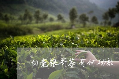 白毫银针茶有何功效/2023120631825