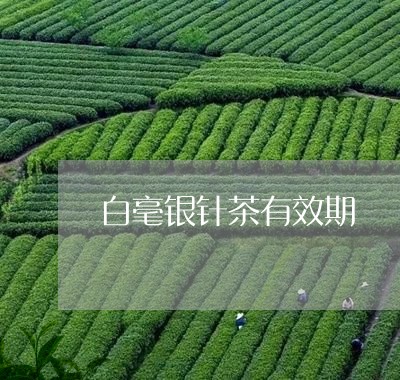 白毫银针茶有效期/2023090662846