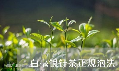 白毫银针茶正规泡法/2023120546169