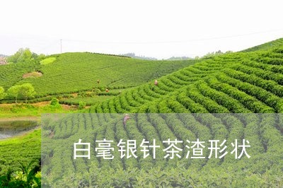 白毫银针茶渣形状/2023090734715