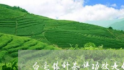 白毫银针茶饼功效是什么/2023092337389