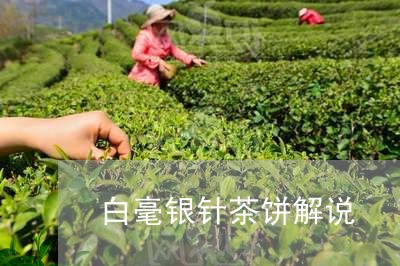 白毫银针茶饼解说/2023090726060