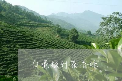 白毫银针茶香味/2023112462503