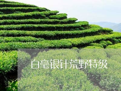 白毫银针荒野特级/2023090974623