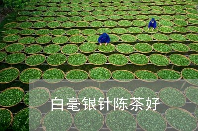 白毫银针陈茶好/2023112477349