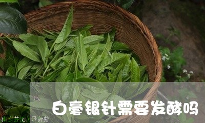 白毫银针需要发酵吗/2023120418260