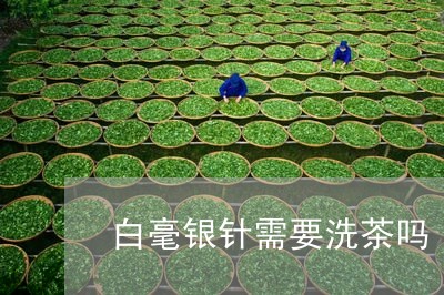 白毫银针需要洗茶吗/2023120460714